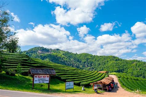 Tea Plantation 101 On Highland Doi Mae Salong Chiang Rai Thailand Editorial Photography