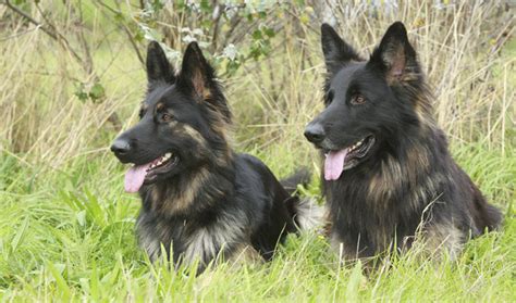 Updated on august 9, 2020. German Shepherd Dog Breed Information