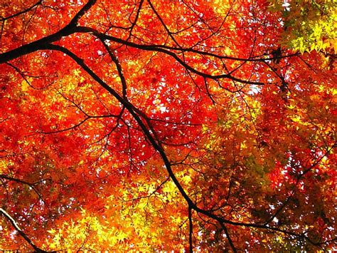 Red Leafage Of Autumn Canopy Autumn Colours Trees Hd Wallpaper Peakpx
