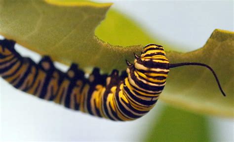 Scarcity Turns Monarch Butterfly Caterpillars Into Monsters