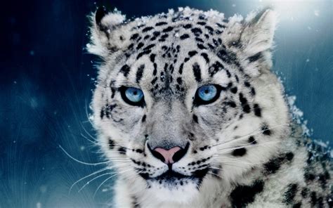 Snow Leopard Snow Leopards Leopard Animal Animals Big Cats Hd