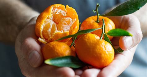 25 Types Of Nutritious Citrus Fruits How Many Have You Tried
