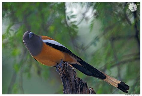 Rathika Ramasamys Wildlife Photography Birds Profile Rufous