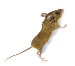Their snouts are triangular and feature long whiskers. Mice vs Rats | Ehrlich Pest Control