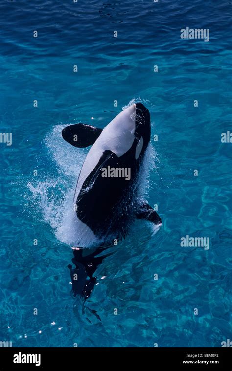 Orca Killer Whale Jumping Japan Stock Photo Alamy