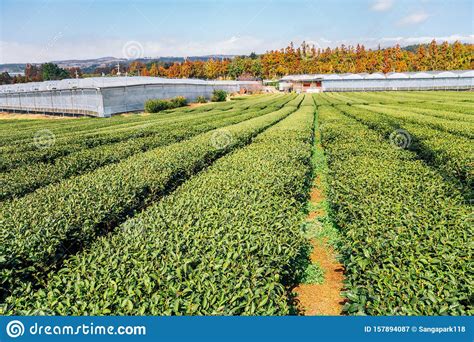 Green Tea Field In Jeju Island Korea Stock Image Image Of Garden