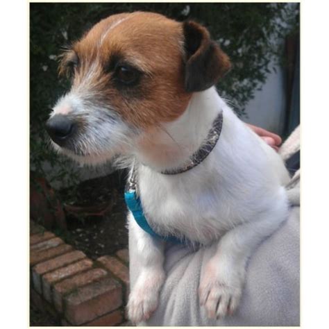 Blossom Small Female Jack Russell Terrier X Rough Coat Dog In Nsw