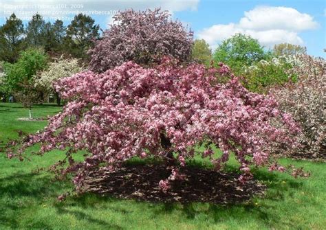 Plantfiles Pictures Flowering Crabapple Pink Princess Malus By