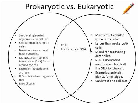 Prokaryote Vs Eukaryote Worksheet Answers