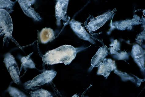 Zooplankton The Perfect Contaminant Indicator Ocean Tales One
