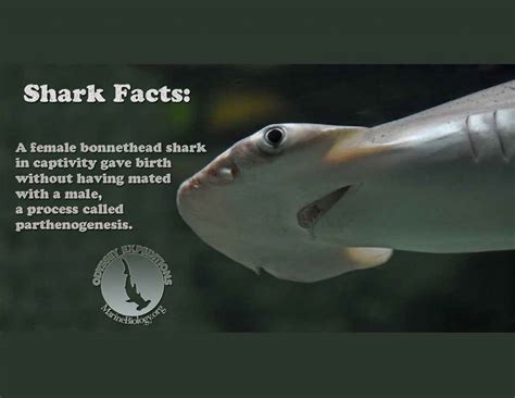 Factssharks Marine Biology Learning Center