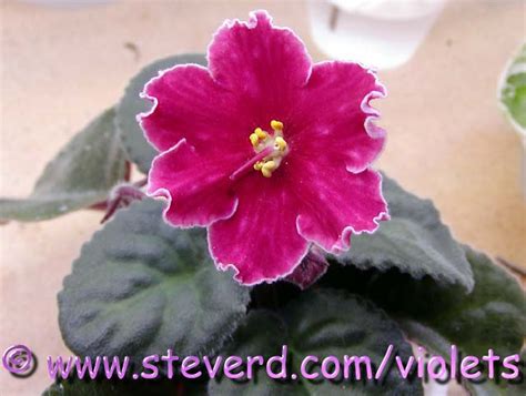 African Violet Leaves For Tradesale