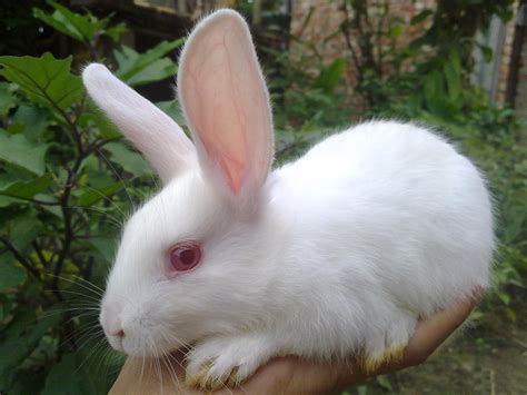 Белый кролик с красными глазами 47 фото