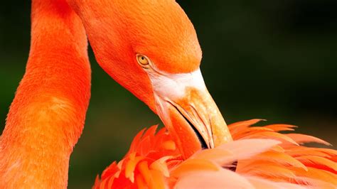 Wallpaper Birds Animals Flamingos Beak Flower Flamingo Wing