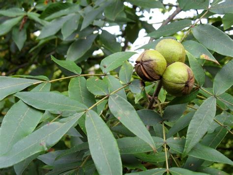 What To Do With Hickory Nuts The Ultimate Guide Of Using Hickory Nuts EatHappyProject