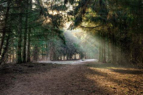 Small Forest Clearing Stock Image Image Of Needle Morning 31701371