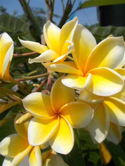 Plumeria plants (plumeria sp), which are also known as lei flowers and frangipani, are actually small trees that are native to tropical regions. Yellow White Plumeria Frangipani Flowers Stock Photo ...