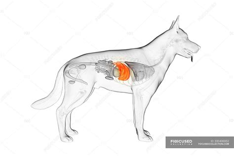 Anatomy Of Dog Liver In Transparent Body Computer Illustration — Side