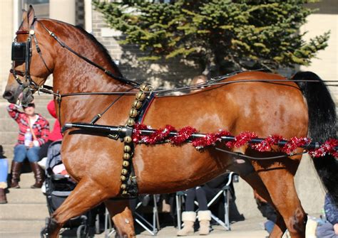 Lebanon Carraige Horse Parade And Festival 2017 These Are Flickr