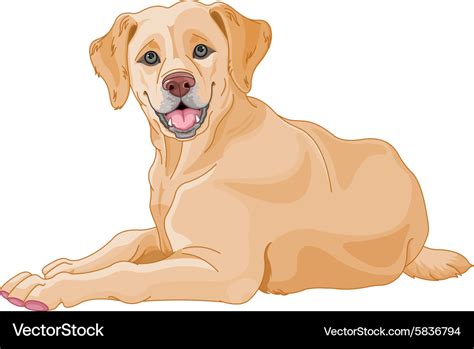 Labrador Royalty Free Vector Image Vectorstock