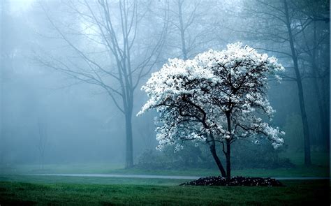 Nature Mist Trees Wallpapers Hd Desktop And Mobile Backgrounds