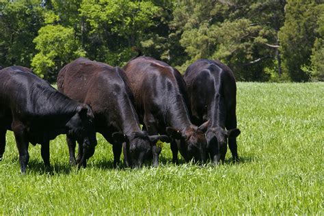 Why Paleo Dieters Recommend Grass Fed Beef Premier Meat Company