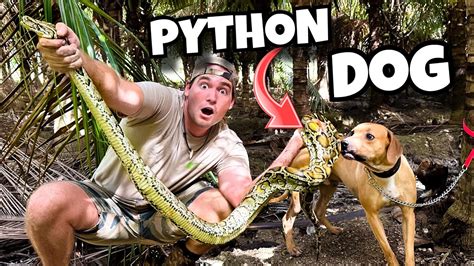 Training Dog To Sniff Out Giant Pythons Invasive Snakes Youtube