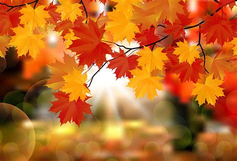 Shop Autumn Leaves Wallpaper In Flowers And Leaves Theme