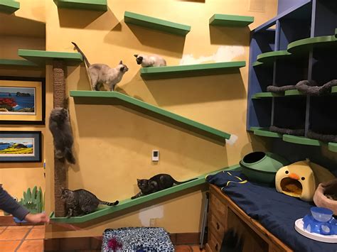 California Man Builds Cat Paradise Helps Fund Fip Research Adventure