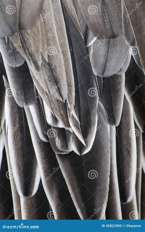 Bird Wing Detail Texture Stock Image Image Of Animal 45822905
