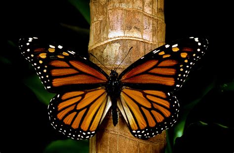 Los Mejores Santuarios Para Disfrutar De La Mariposa Monarca Tu Dosis