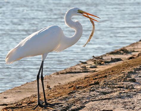 Migratory Birds At Pong Dam Wetland The Ok Travel