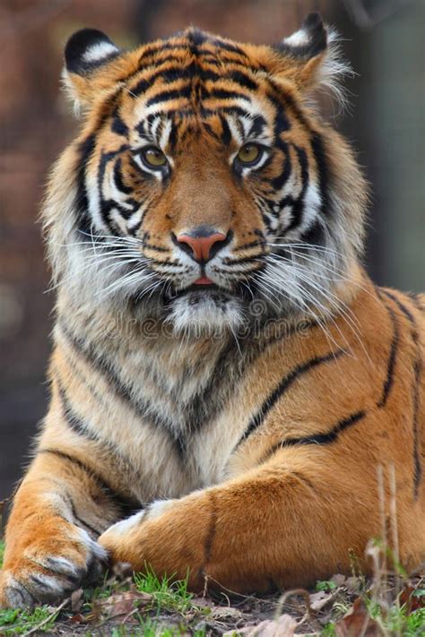 Tiger Portrait Stock Image Image Of Portrait Head Animal 11728393