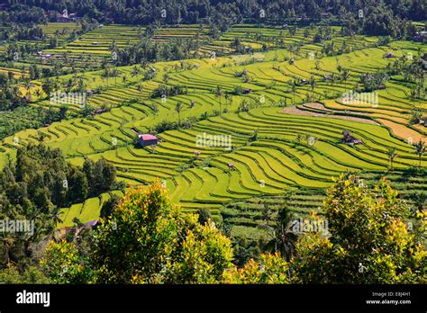 Rice Paddies And Rice Terraces Munduk Central Bali Bali Indonesia