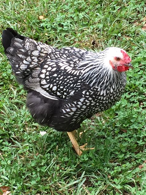 Our Silver Laced Wyandotte Chicken Silver Laced Wyandotte Chickens