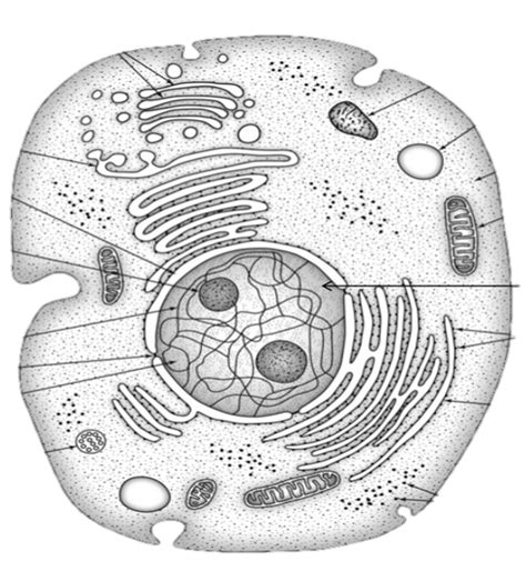 Biology Animal Cell Diagram Quizlet