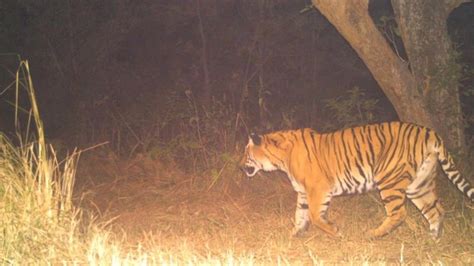 Tiger Translocated From Corbett To Rajaji Reserve Lost Radio Collar