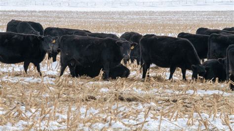 Grazing Corn Residue Can Be An Economical Winter Feed Source For Cows