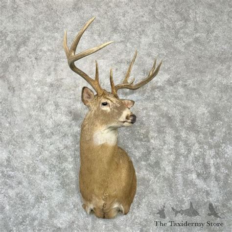 Whitetail Deer Shoulder Mount For Sale 29020 The Taxidermy Store
