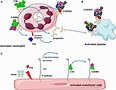 Platforms for complement activation. (A) Properdin is released from ...