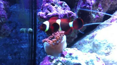 Documenting The Bonding Of A Clownfish And Anemone The Beginning Youtube