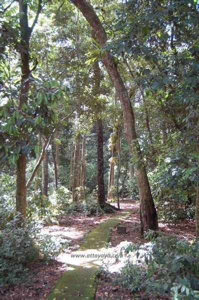 Hutan ini terdapat di kaki bukit atau cerun gunung di bahagian tengah semenanjung malaysia dan bahagian pendalaman sabah dan sarawak. JENIS HUTAN DI INDONESIA | Attayaya Blog