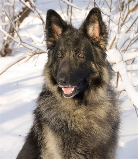 International shiloh shepherd dog club. Shiloh Shepherd Dog Breed Information and Pictures - PetGuide