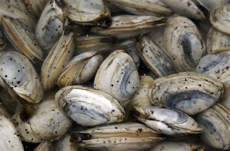Clam Varieties Guide Every Type Of Clam You Can Buy