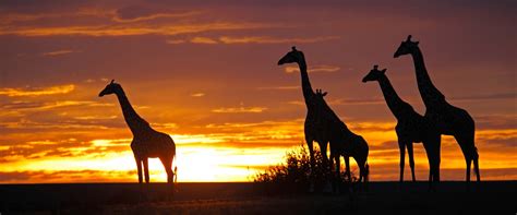 10 Days Tanzania Closer To Nature African Scenic Safaris