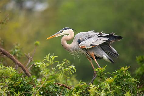 What Do Great Blue Herons Eat Everything You Need To Know Optics Mag