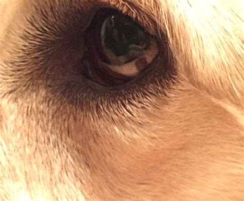 My Dog Seems To Have Developed A Spot On The Part Sclera Of His