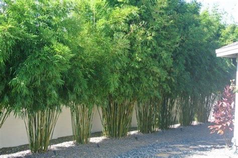 Clumping Bamboo Is Another Screening Option Bamboo Landscape Privacy