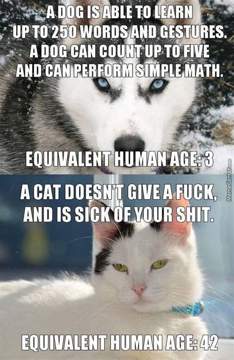 15 Cat Vs Dog Memes To Show Whos The Boss Funny Animal Memes Funny