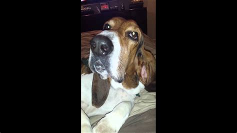 Basset Hound Wants Attention Youtube